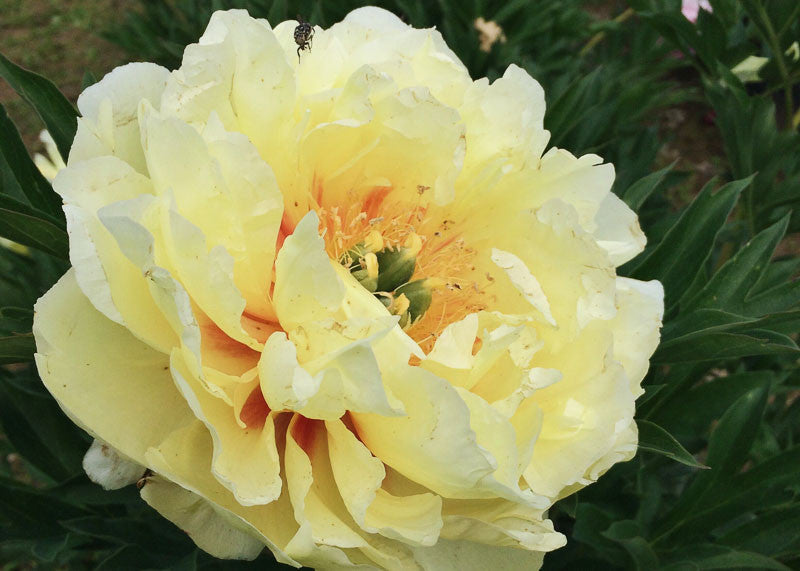 Itoh Peony Garden Treasure (Paeonia)