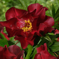 Itoh Peony Scarlet Heaven (Paeonia)