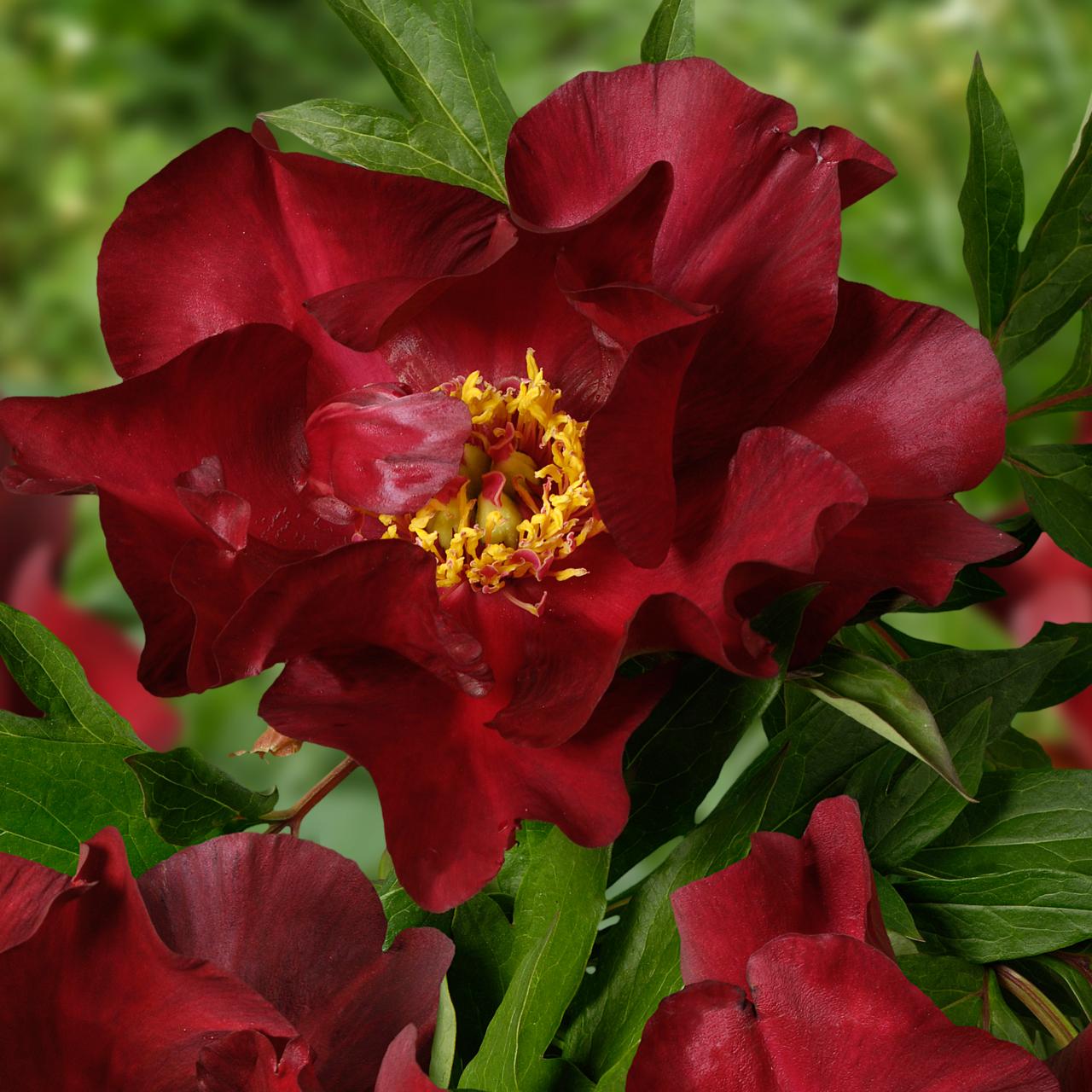 Itoh Peony Scarlet Heaven (Paeonia) - Ladybird Nursery