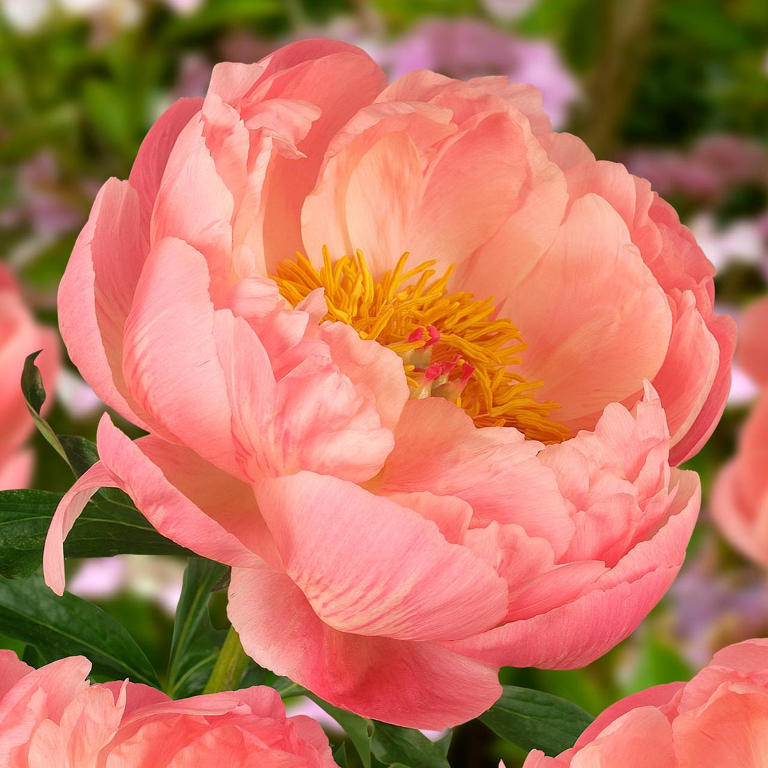 Peony Coral Charm (Paeonia lactiflora) - Ladybird Nursery