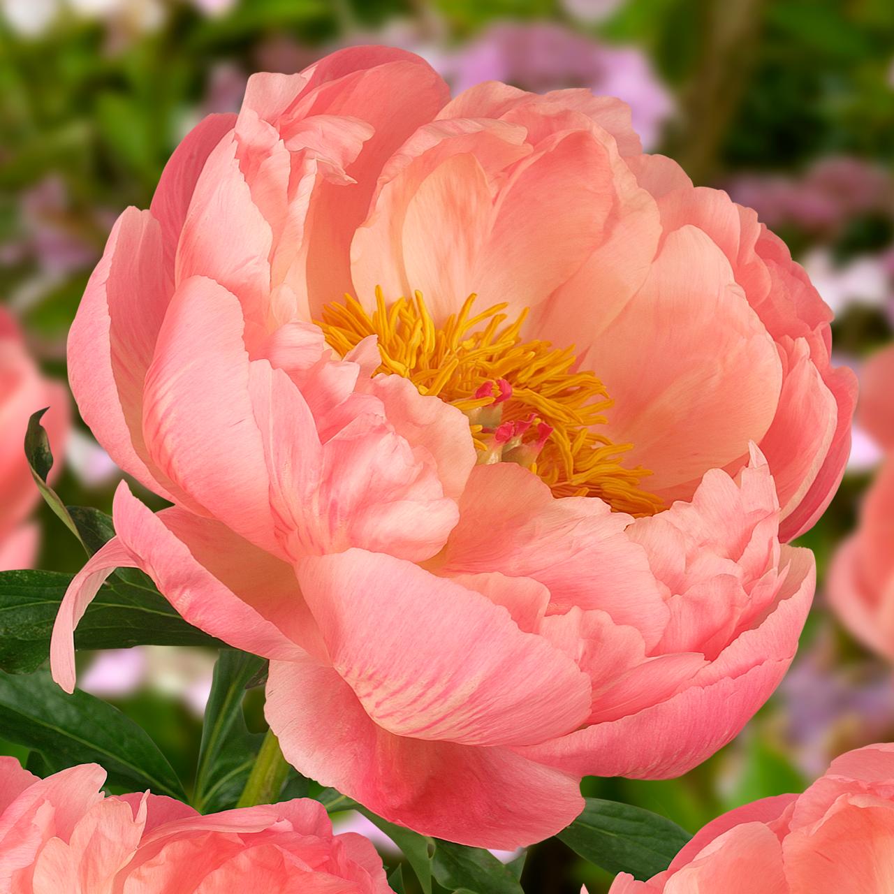 Peony Coral Charm (Paeonia lactiflora)