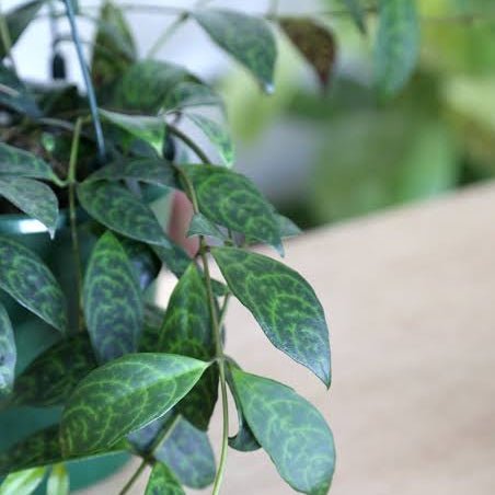 Lipstick Plant 'Black Pagoda' (Aeschynanthus) - Ladybird Nursery