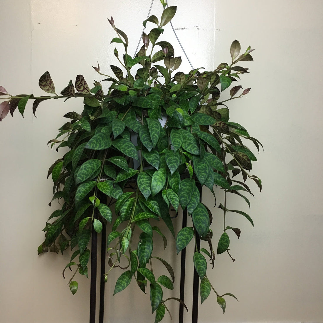 Lipstick Plant 'Black Pagoda' (Aeschynanthus)