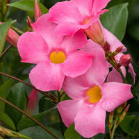 Cluster of vibrant pink Mandevilla 'Painted Pink' flowers with yellow centers and lush green leaves for home delivery