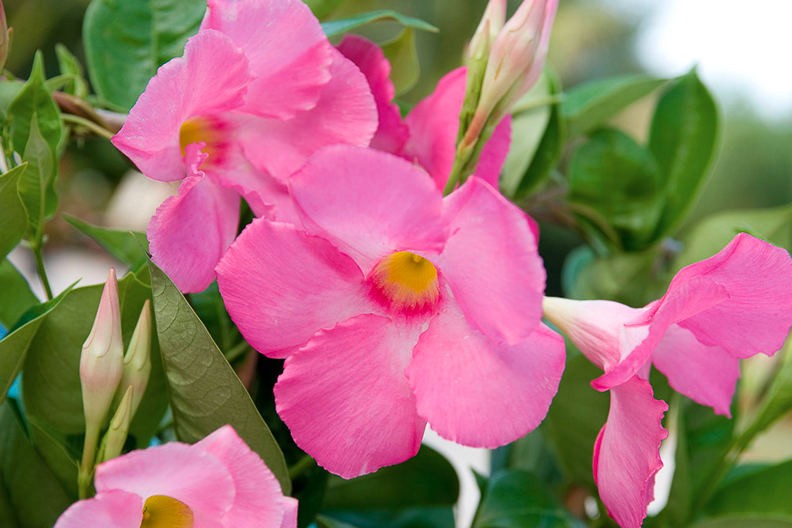 Mandevilla 'Painted Pink' - Ladybird Nursery