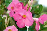 Mandevilla 'Painted Pink' - Ladybird Nursery