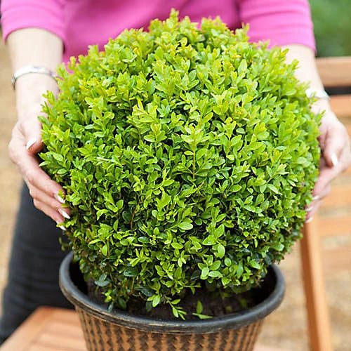 Buxus Balls in 300mm pots - Ladybird Nursery