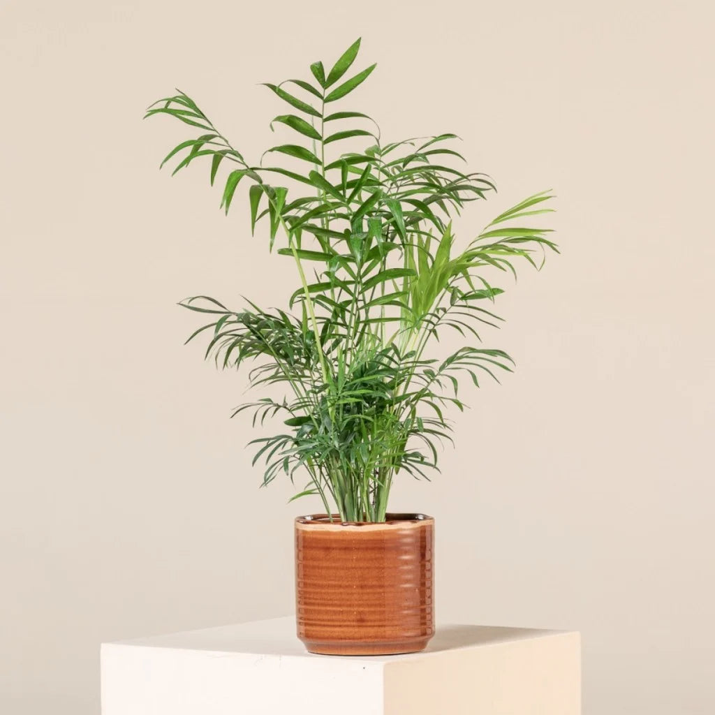 Parlour Palm (Chamaedorea elegans)