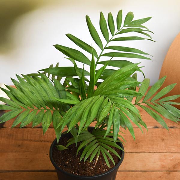 Parlour Palm (Chamaedorea elegans)