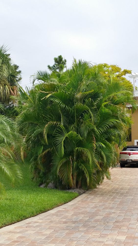 Areca Palm (Dypsis lutescens)