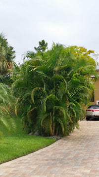 Areca Palm (Dypsis lutescens) - Ladybird Nursery