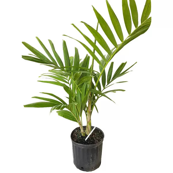 Alexander Palm (Ptychosperma elegans)