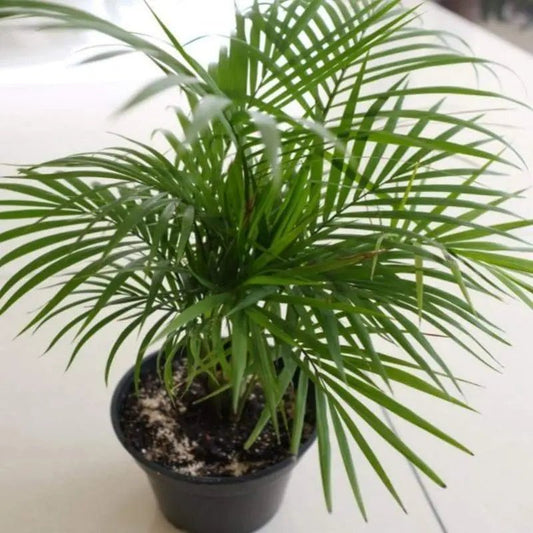 Bamboo Palm (Chamaedorea seifrizii) - Ladybird Nursery