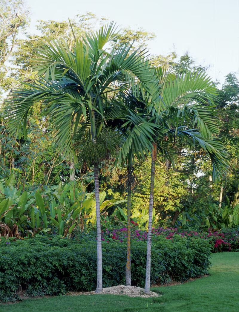 Alexander Palm (Ptychosperma elegans)
