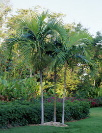 Alexander Palm (Ptychosperma elegans)