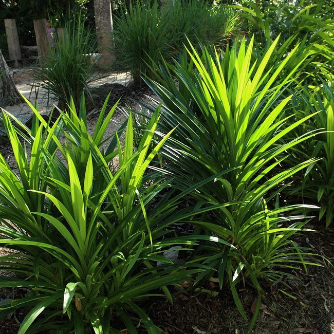 Pandan Edible (Pandanus amaryllifolius) - Ladybird Nursery