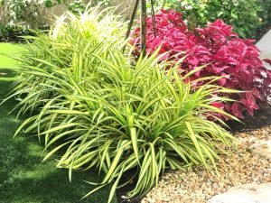 Variegated Screw Pine (Pandanus baptistii) - Ladybird Nursery