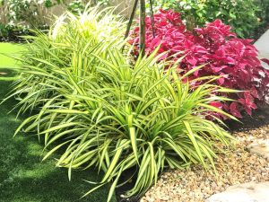 Variegated Screw Pine (Pandanus baptistii)