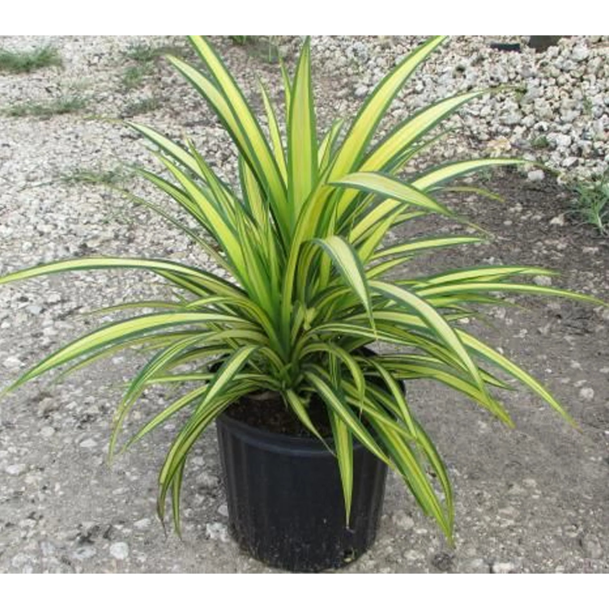 Variegated Screw Pine (Pandanus baptistii)