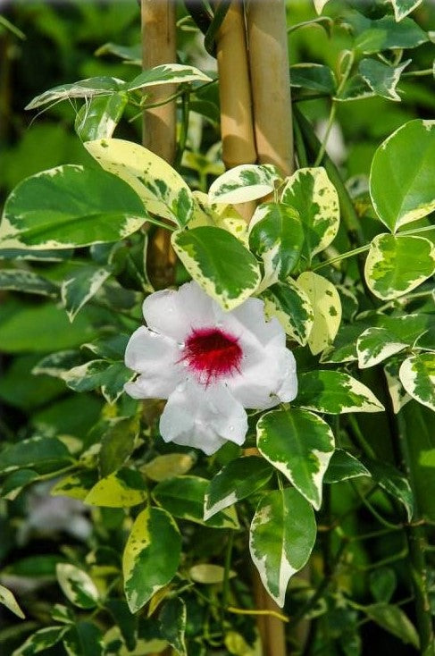 Bower Vine Variegata Ladders (Pandorea jasminoides)
