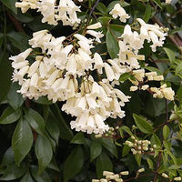 Wonga Wonga Vine Alba (Pandorea pandorana)