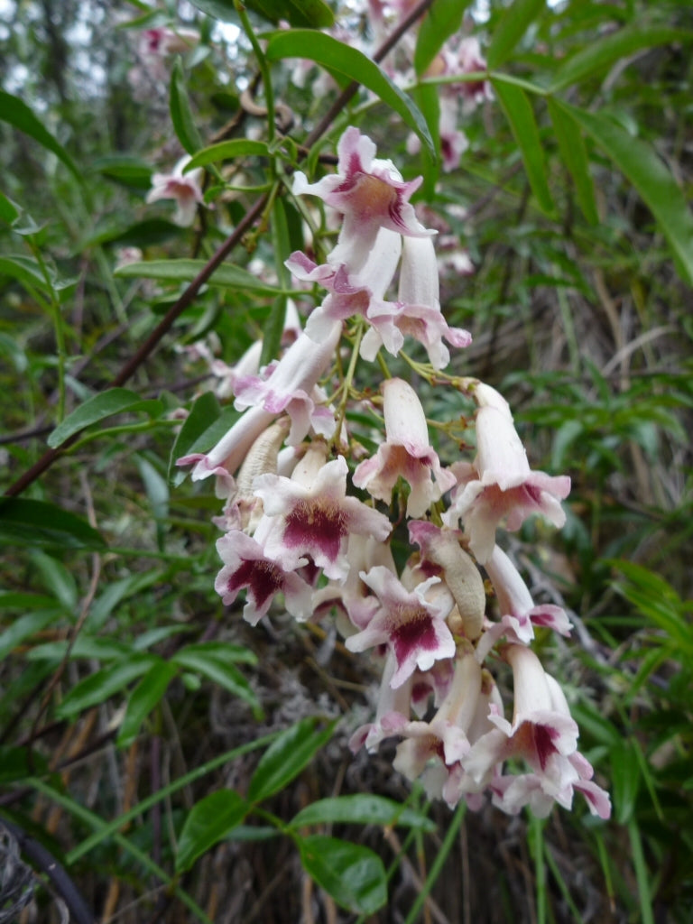 Wonga Wonga Vine (Pandorea pandorana)