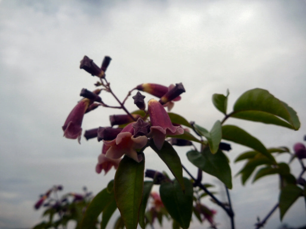 Wonga Wonga Vine Ruby Belle (Pandorea pandorana)