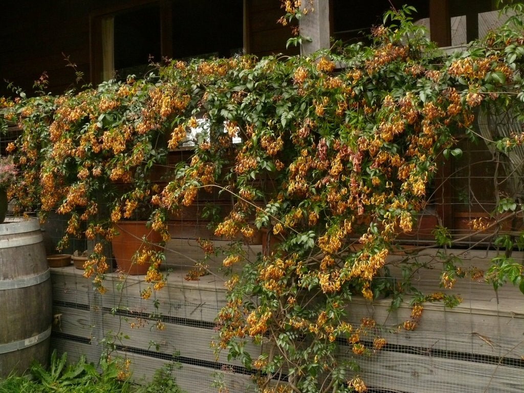 Wonga Wonga Vine Gold Sunset (Pandorea pandorana) - Ladybird Nursery