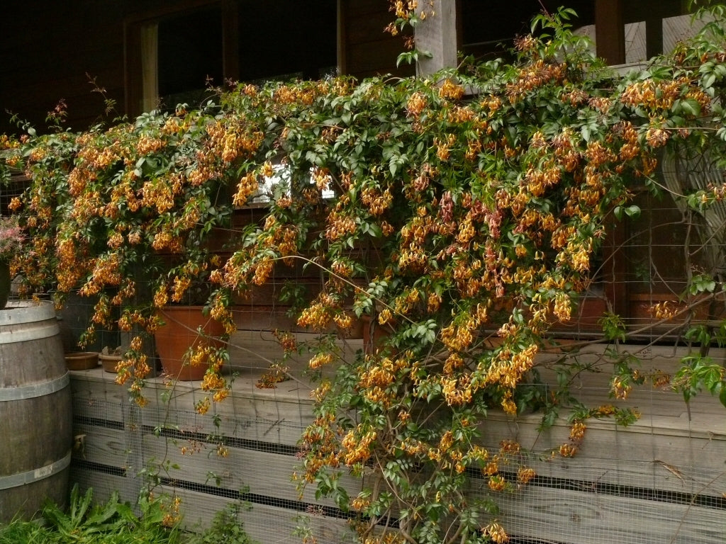 Wonga Wonga Vine Gold Sunset (Pandorea pandorana)