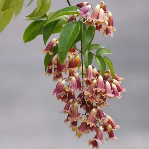 Wonga Wonga Vine Ruby Belle (Pandorea pandorana)