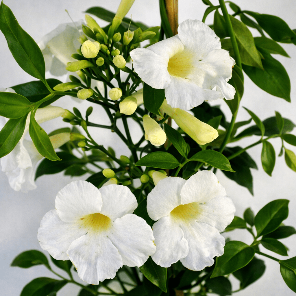 Pandorea Alba (Pandorea jasminoides 'alba') - Ladybird Nursery