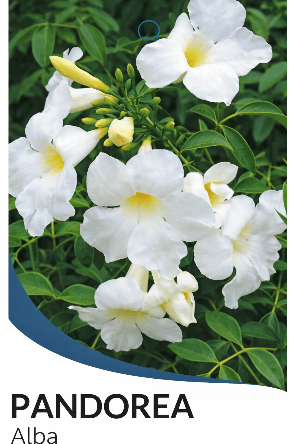 Pandorea Alba (Pandorea jasminoides 'alba') - Ladybird Nursery