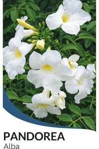 Pandorea Alba (Pandorea jasminoides 'alba') - Ladybird Nursery