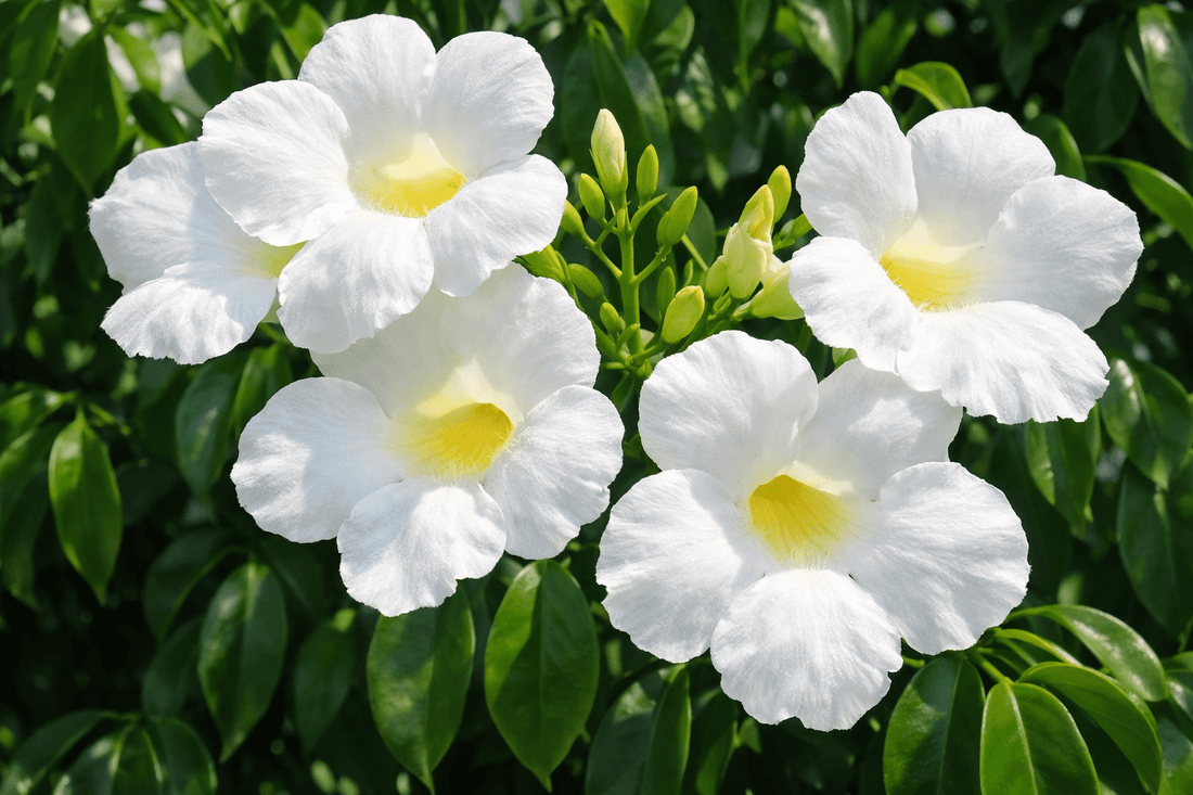 Pandorea Alba (Pandorea jasminoides 'alba') - Ladybird Nursery