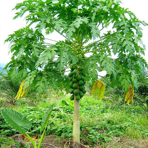Pawpaw Bisexual 'Yellow' (QLD ONLY) - Ladybird Nursery