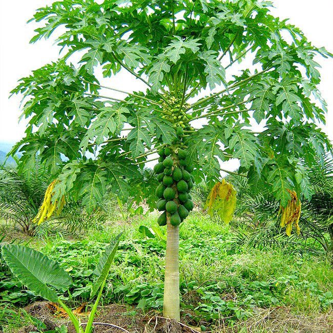 Pawpaw Bisexual 'Yellow' (QLD ONLY)