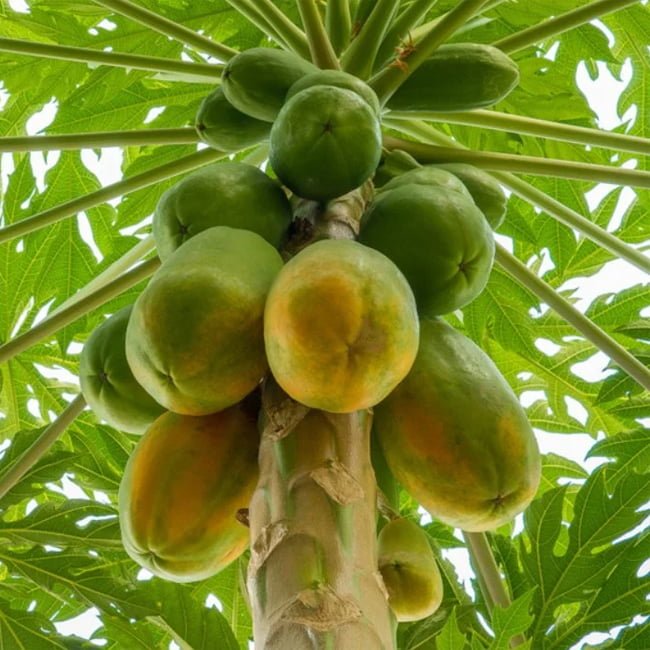 Pawpaw Bisexual 'Yellow' (QLD ONLY) - Ladybird Nursery