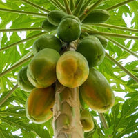 Pawpaw Bisexual 'Yellow' (QLD ONLY) - Ladybird Nursery