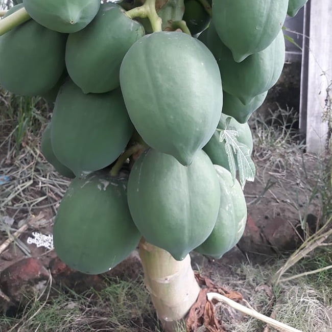 Papaya RB4 hybrid Bi Sexual (QLD Only)