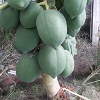 Papaya RB4 hybrid Bi Sexual (QLD Only)