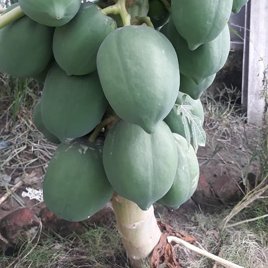 Papaya RB4 hybrid Bi Sexual (QLD Only)