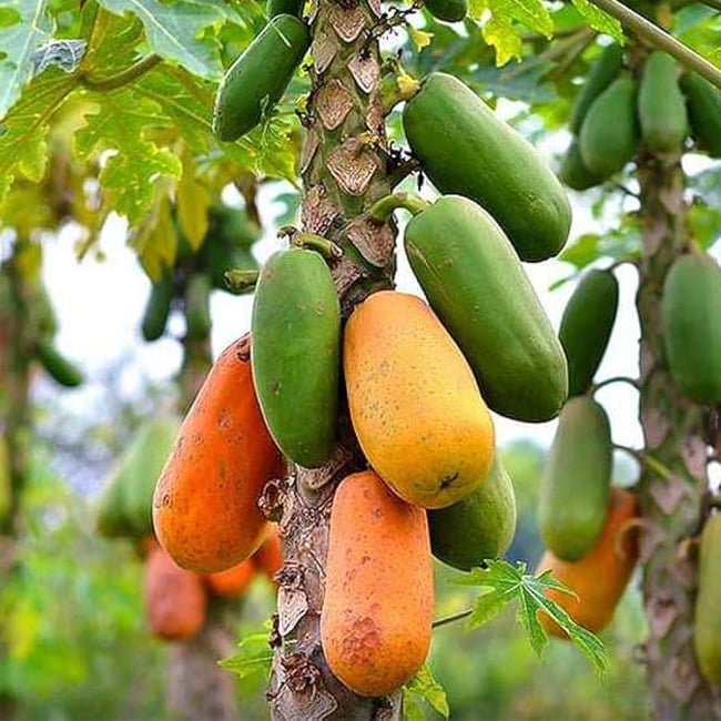 Papaya RB4 hybrid Bi Sexual (QLD Only) - Ladybird Nursery