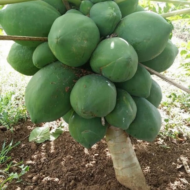 Dwarf Papaya Thai Red Lady (QLD ONLY) - Ladybird Nursery