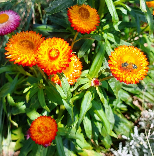 Paper Daisy Mohave Orange (Bracteantha)