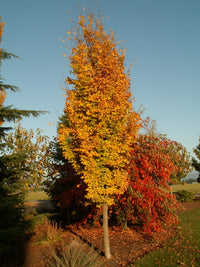 Persian Ironwood (Parrotia persica)