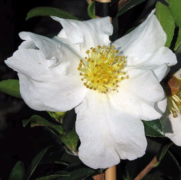 Sasanqua Camellia Paradise Barbara (Camellia sasanqua)