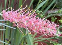 Grevillea ‘Honey Bird Parakeet Pink’ Grafted - Ladybird Nursery