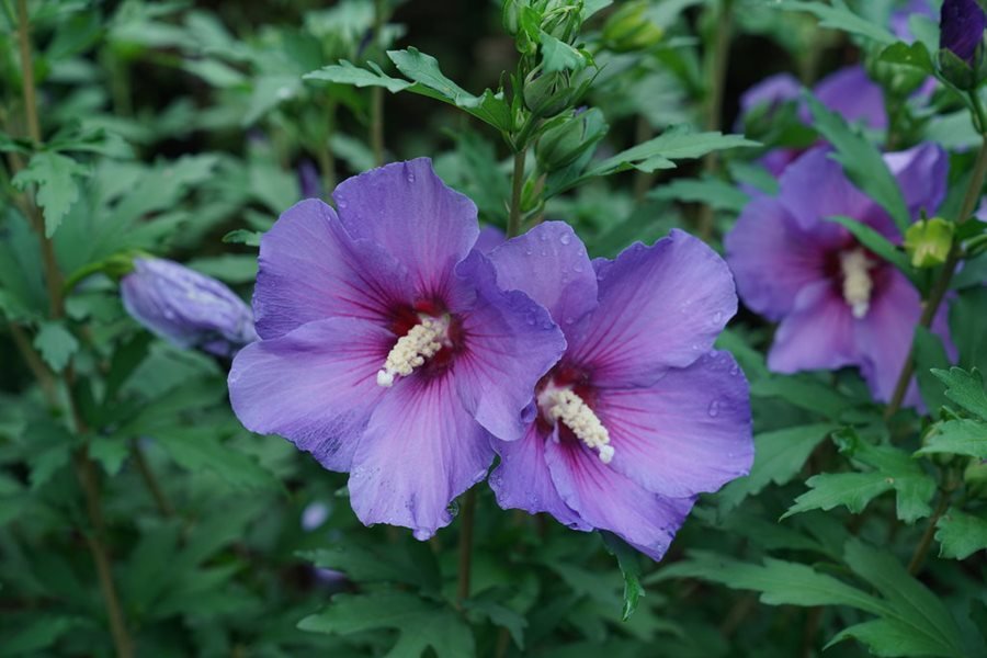 Rose of Sharon Deep Pink (Hibiscus syriacus) - Ladybird Nursery