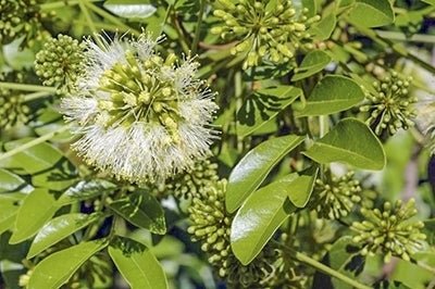 Snow Wood (Pararchidendron pruinosum) - Ladybird Nursery