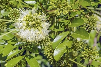 Snow Wood (Pararchidendron pruinosum)